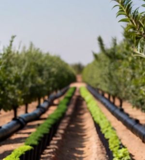 Эффективный капельный полив: ключ к успешному садоводству и устойчивому сельскому хозяйству