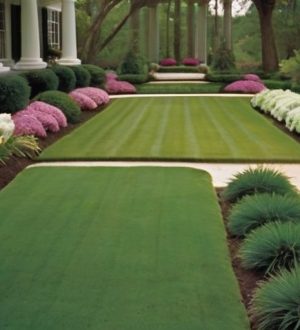 Как выбрать идеальную газонную траву для южного климата: советы и рекомендации