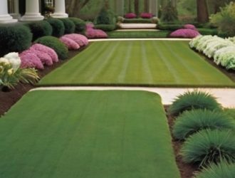 Как выбрать идеальную газонную траву для южного климата: советы и рекомендации