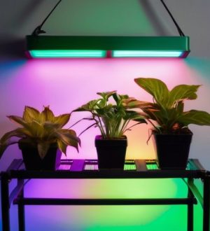 Правильное освещение для растений: как выбрать идеальный светильник для роста и развития ваших зеленых любимцев